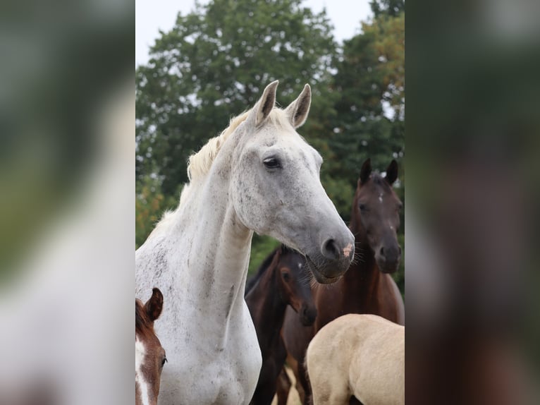 Hanoverian Mare 16 years 16.2 hh Grey in Ahrensbök