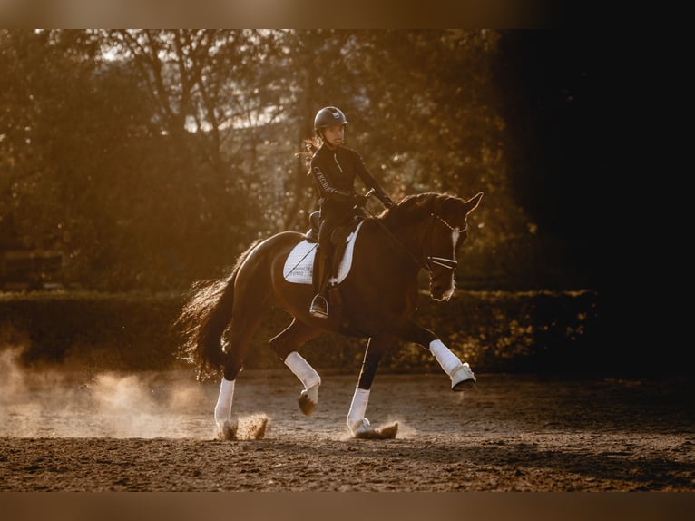 Hanoverian Mare 16 years 16 hh Bay-Dark in Mistelbach