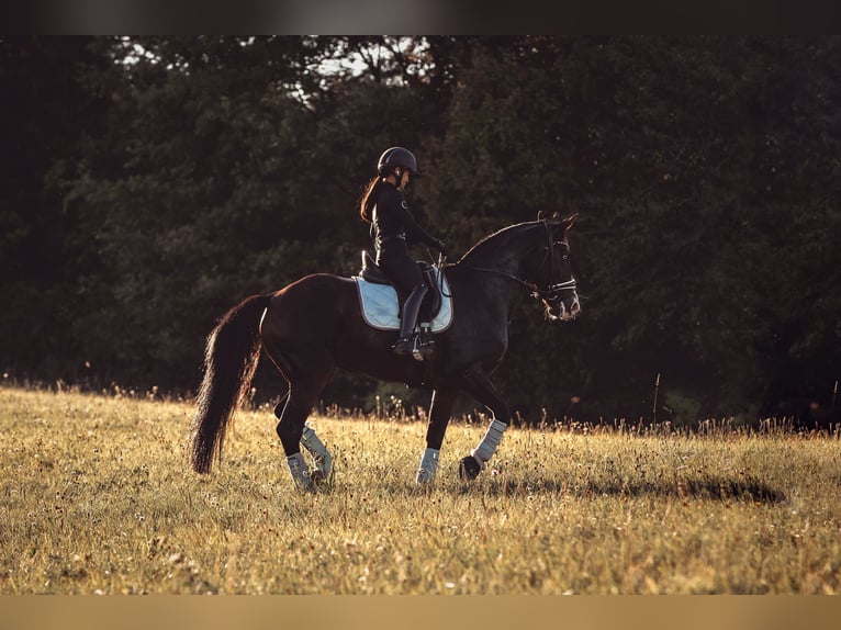 Hanoverian Mare 16 years 16 hh Bay-Dark in Mistelbach