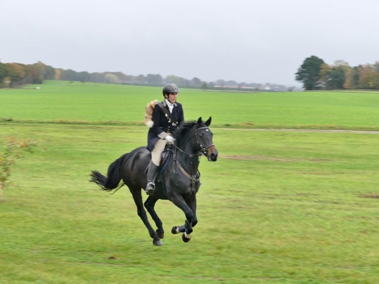 Hanoverian Mare 16 years 16 hh Bay-Dark in Tiste