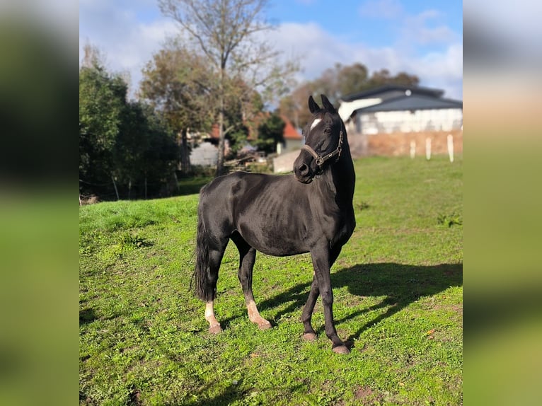 Hanoverian Mare 16 years 16 hh Black in MöllendorfMansfeld