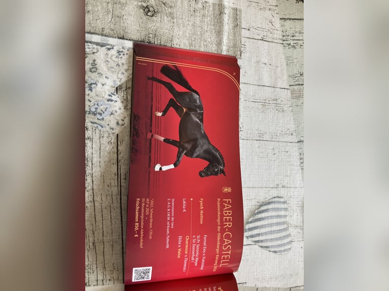 Hanoverian Mare 16 years 16 hh Black in ZevenGyhum