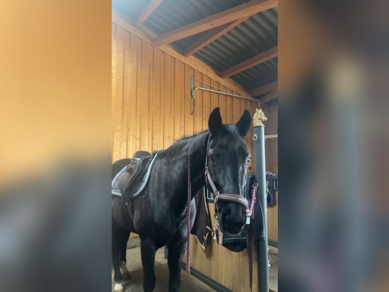 Hanoverian Mare 16 years 16 hh Black in Baunatal