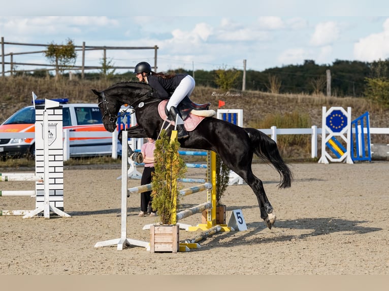Hanoverian Mare 16 years 16 hh Black in Baunatal