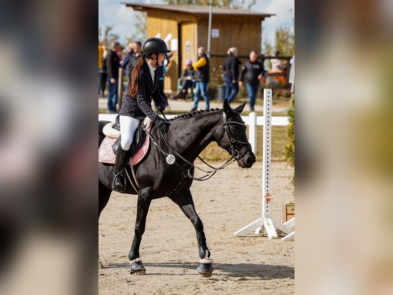Hanoverian Mare 16 years 16 hh Black in Baunatal