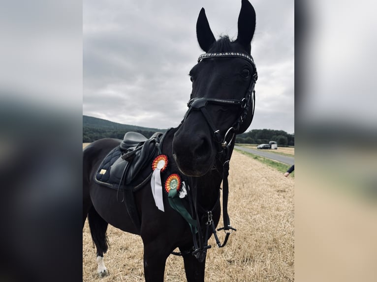 Hanoverian Mare 16 years 16 hh Black in Baunatal