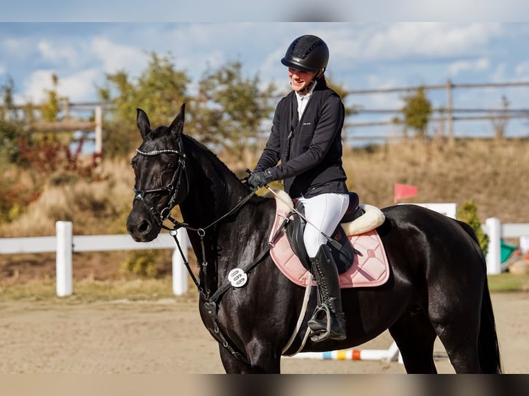 Hanoverian Mare 16 years 16 hh Black in Baunatal