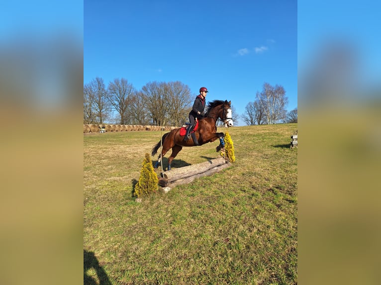 Hanoverian Mare 16 years 16 hh Brown in Karzcino