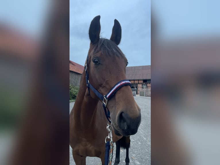 Hanoverian Mare 16 years 16 hh Brown in Wahrenholz