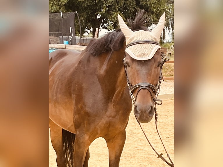 Hanoverian Mare 16 years 16 hh Brown in Ursensollen