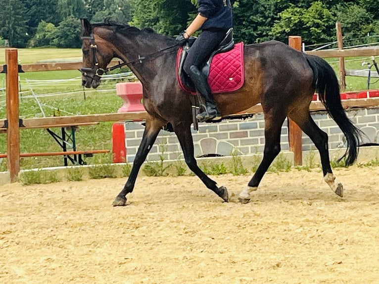 Hanoverian Mare 16 years 16 hh Brown in Ursensollen