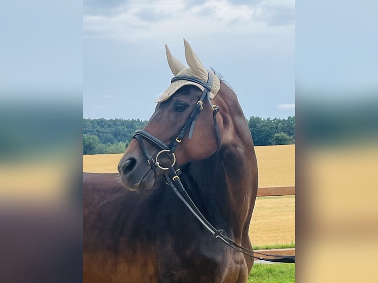 Hanoverian Mare 16 years 16 hh Brown in Ursensollen