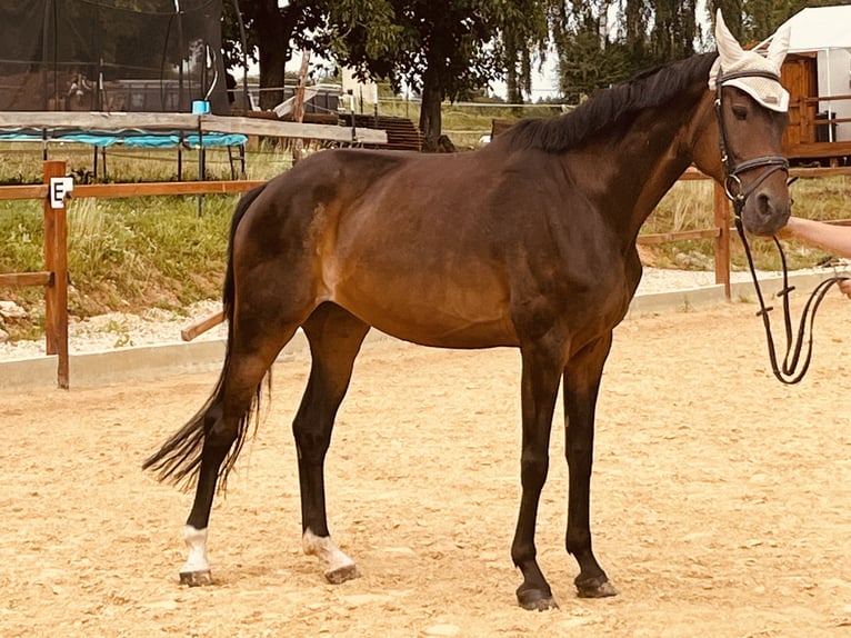 Hanoverian Mare 16 years 16 hh Brown in Ursensollen