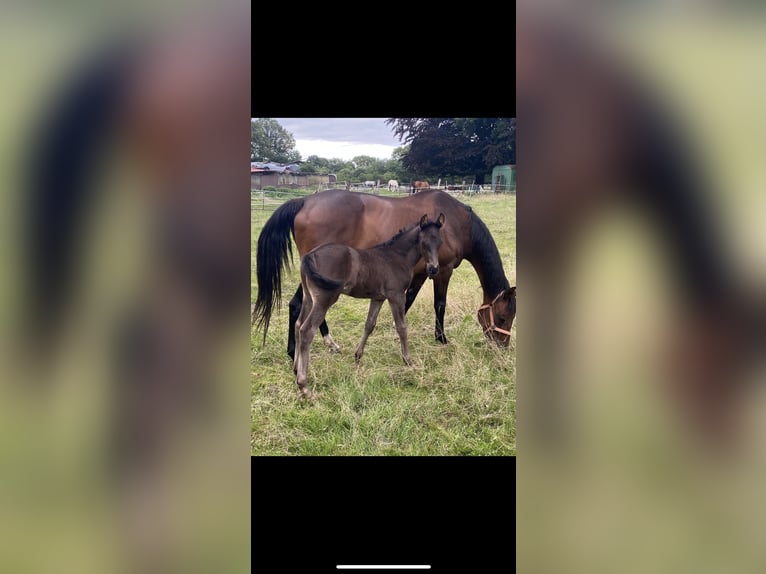 Hanoverian Mare 16 years 16 hh Brown in Norderstedt