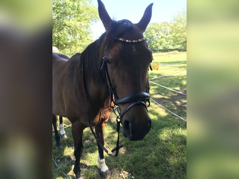 Hanoverian Mare 16 years 16 hh Brown in Norderstedt