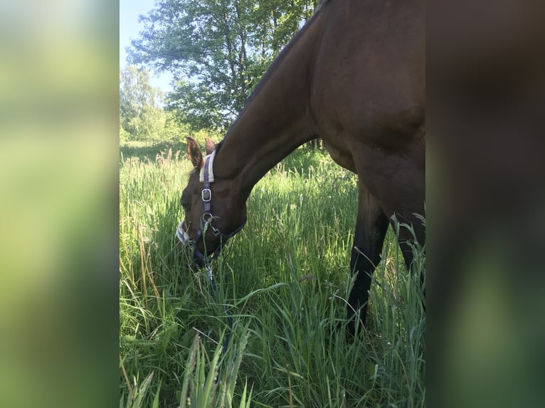 Hanoverian Mare 16 years 16 hh Brown in Norderstedt