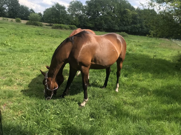 Hanoverian Mare 16 years 16 hh Brown in Norderstedt