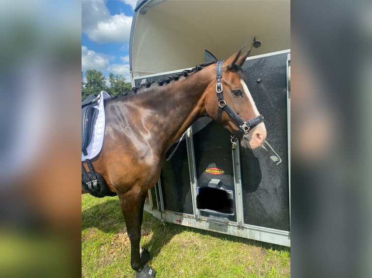 Hanoverian Mare 16 years 16 hh Brown in Lamstedt