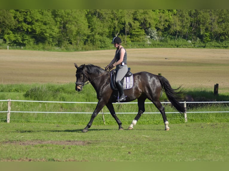 Hanoverian Mare 16 years 16 hh Brown in Brokstedt