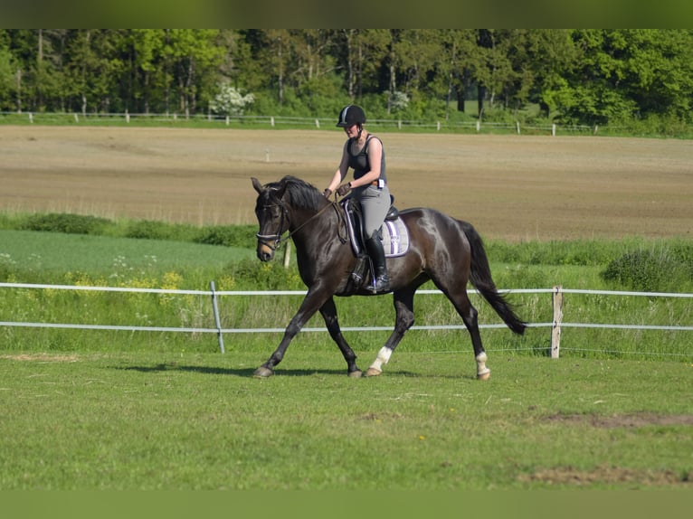 Hanoverian Mare 16 years 16 hh Brown in Brokstedt