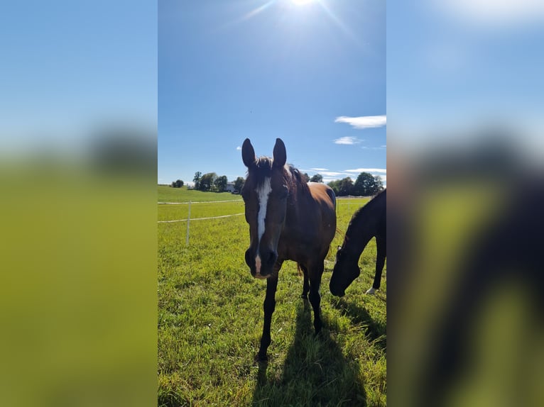 Hanoverian Mare 16 years 16 hh Brown in Schotten