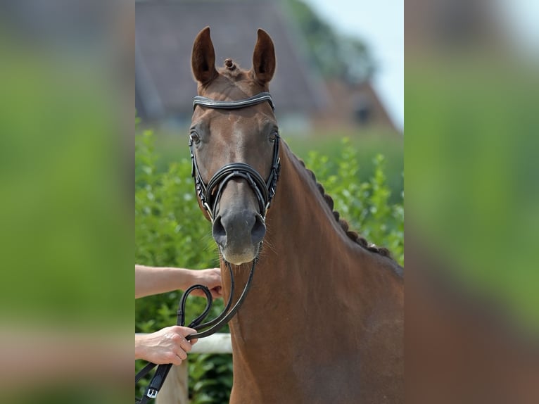 Hanoverian Mare 16 years 16 hh Chestnut in Salem