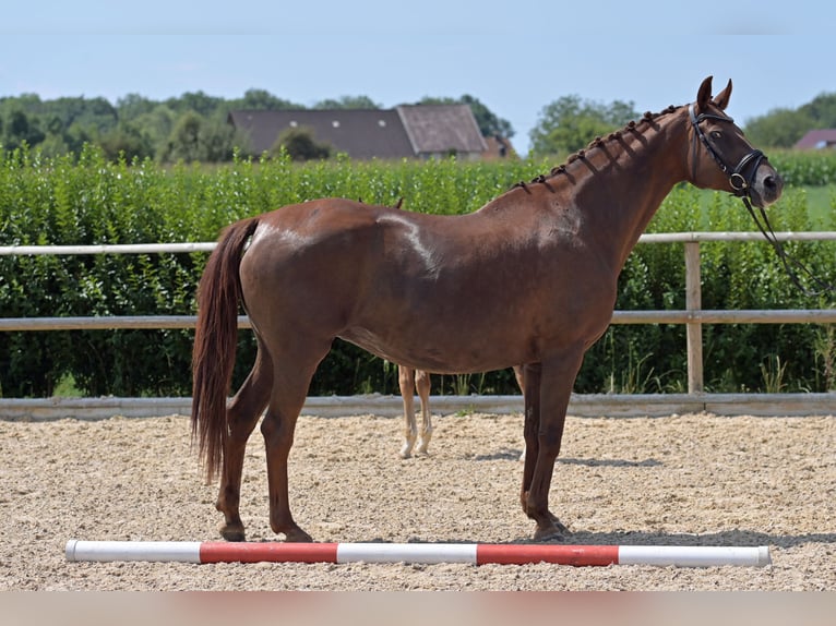 Hanoverian Mare 16 years 16 hh Chestnut in Salem