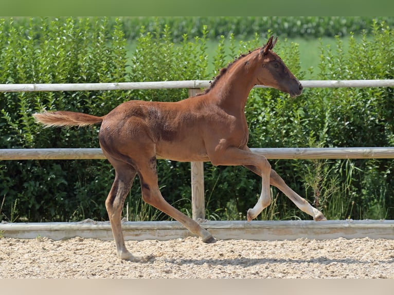 Hanoverian Mare 16 years 16 hh Chestnut in Salem