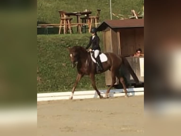 Hanoverian Mare 16 years 16 hh Chestnut in St. Stefan im Rosental