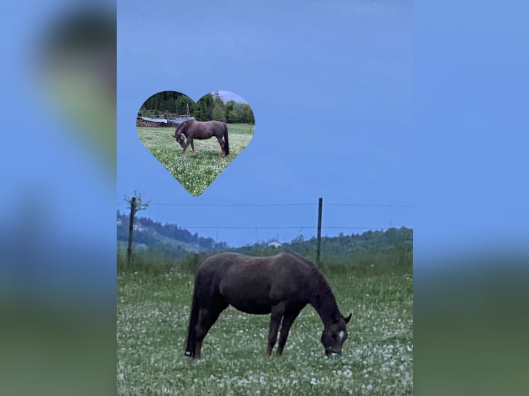 Hanoverian Mare 16 years 16 hh Chestnut in St. Stefan im Rosental