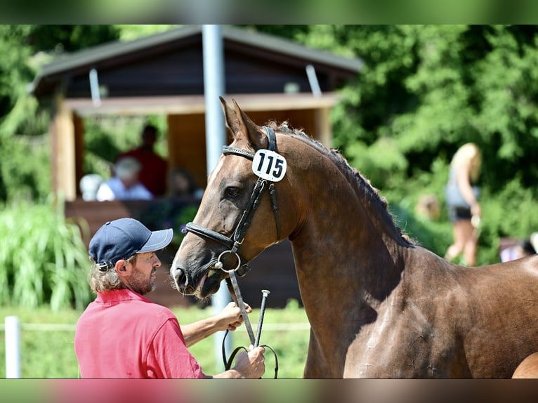 Hanoverian Mare 16 years 16 hh Chestnut in St. Stefan im Rosental
