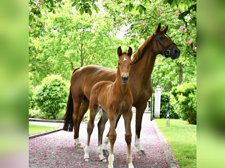 Hanoverian Mare 16 years 16 hh Chestnut-Red in Westernohe