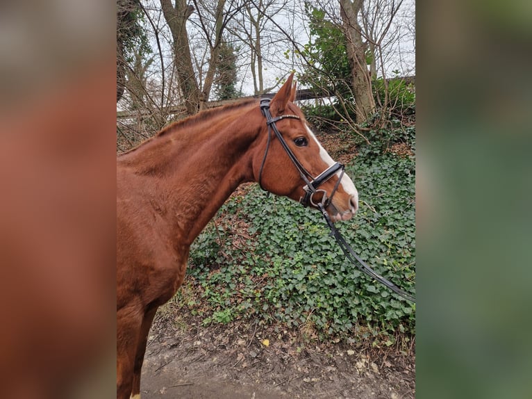 Hanoverian Mare 16 years 16 hh Chestnut-Red in Oberhausen