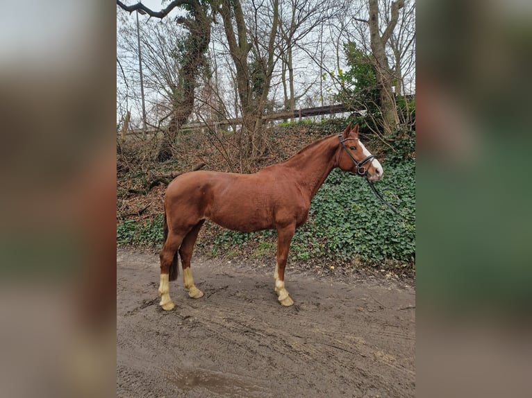 Hanoverian Mare 16 years 16 hh Chestnut-Red in Oberhausen