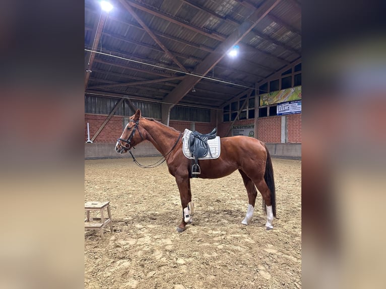 Hanoverian Mare 16 years 16 hh Chestnut-Red in Hüllhorst