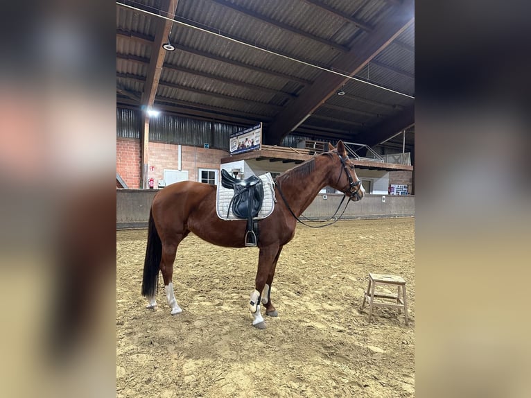 Hanoverian Mare 16 years 16 hh Chestnut-Red in Hüllhorst