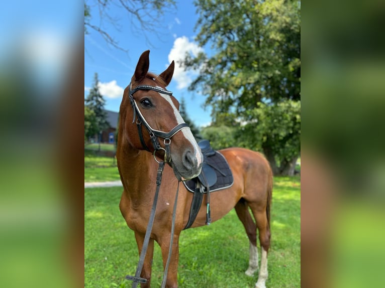 Hanoverian Mare 16 years 16 hh Chestnut-Red in Tauche