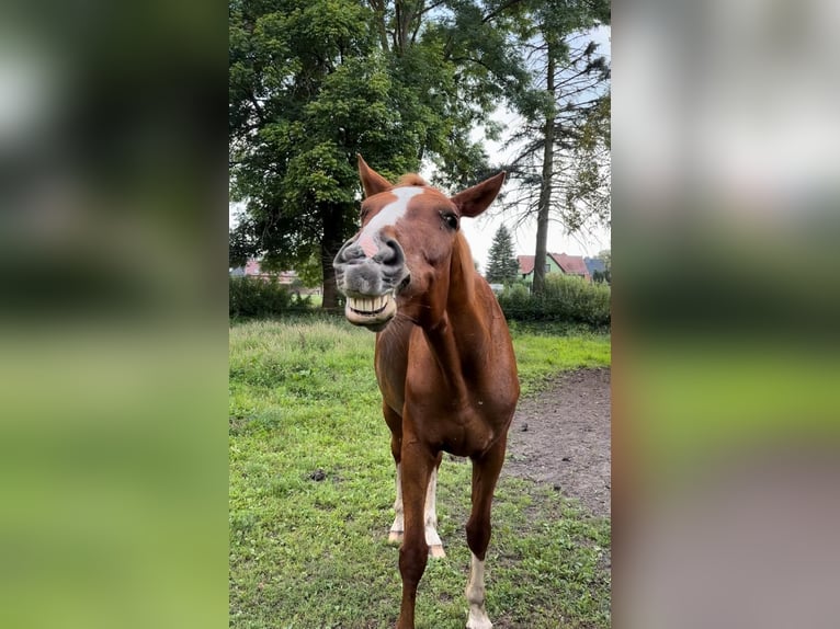 Hanoverian Mare 16 years 16 hh Chestnut-Red in Tauche