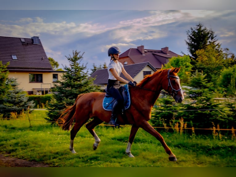 Hanoverian Mare 16 years 16 hh Chestnut-Red in Tauche