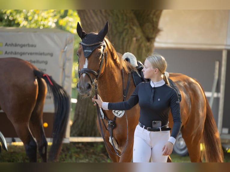 Hanoverian Mare 16 years 16 hh Chestnut-Red in Raddestorf