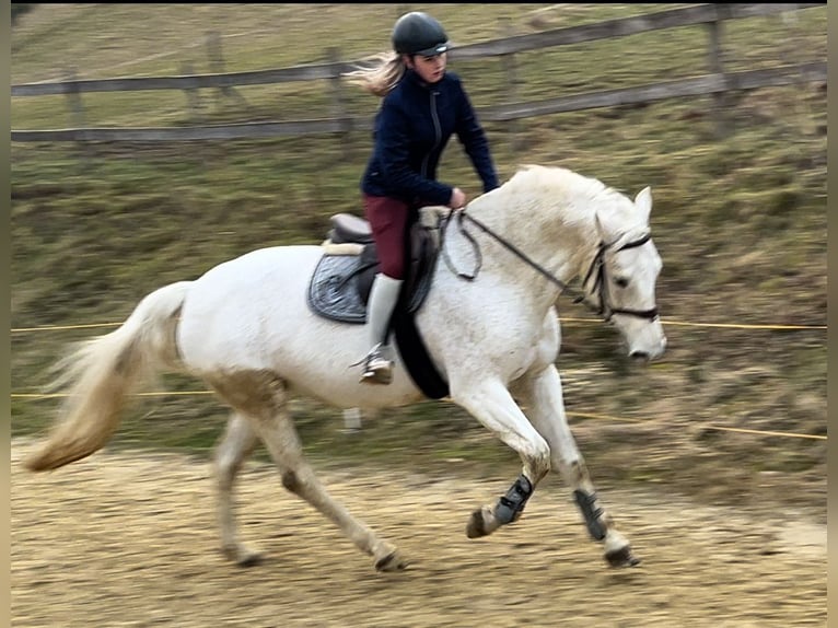 Hanoverian Mare 16 years 16 hh Gray in Meschede
