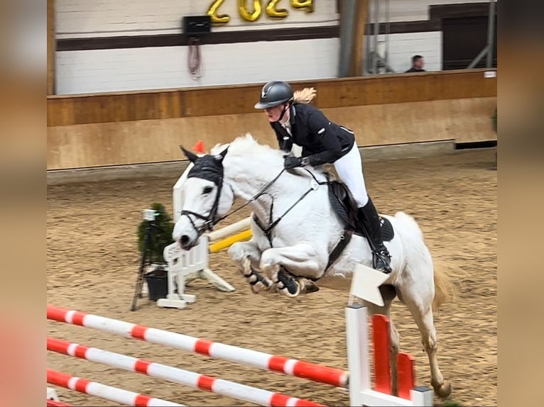Hanoverian Mare 16 years 16 hh Gray in Meschede