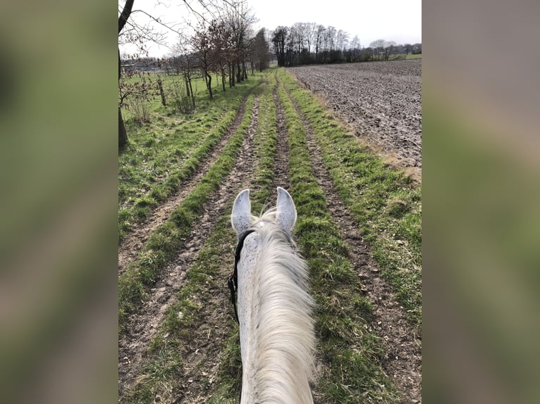 Hanoverian Mare 16 years 16 hh Grey-Fleabitten in Westergellersen