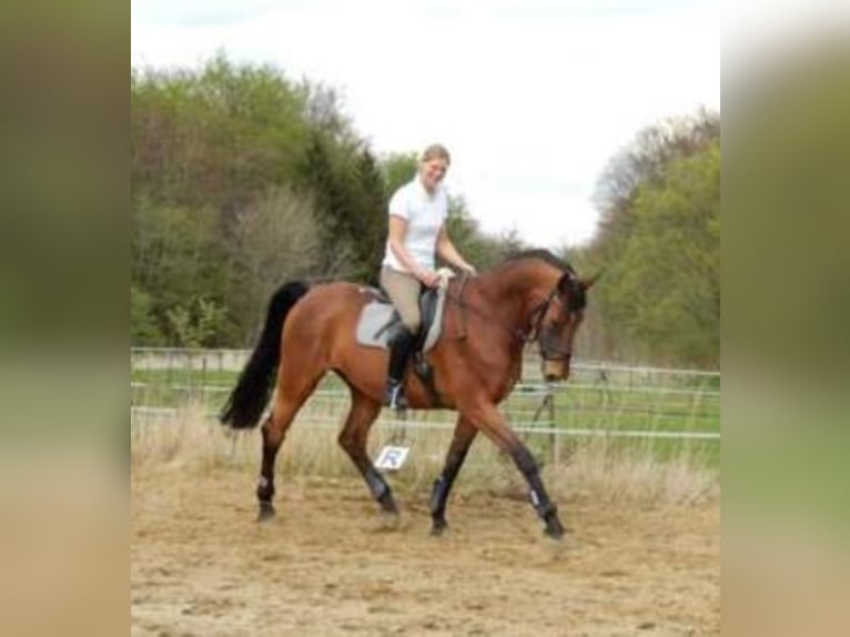 Hanoverian Mare 16 years 16,1 hh Bay-Dark in Brokstedt