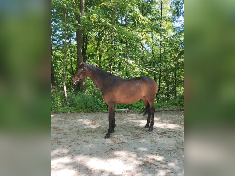 Hanoverian Mare 16 years 16,1 hh Bay-Dark in Wuppertal