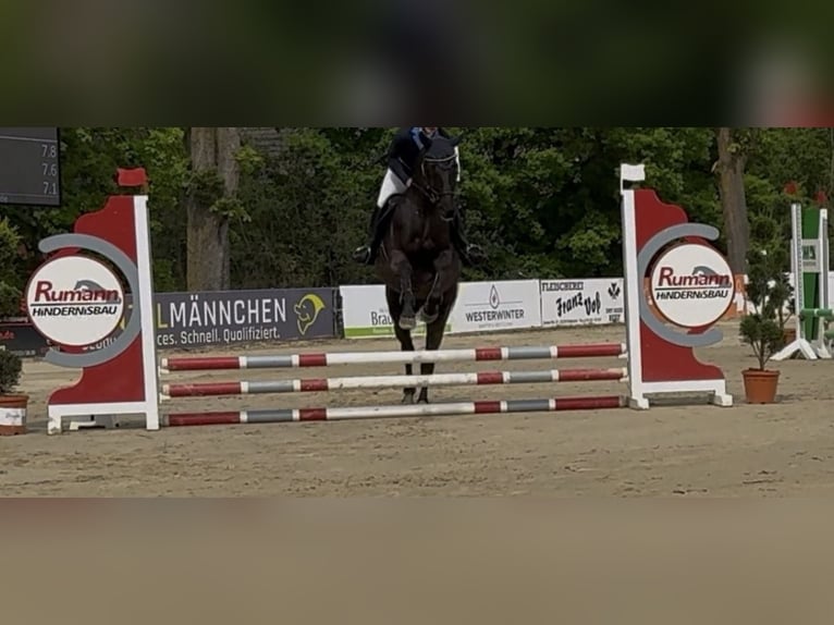 Hanoverian Mare 16 years 16,1 hh Black in Paderborn