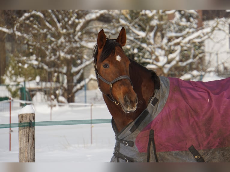 Hanoverian Mare 16 years 16,1 hh Chestnut in Nordstemmen