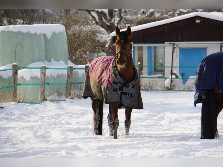Hanoverian Mare 16 years 16,1 hh Chestnut in Nordstemmen
