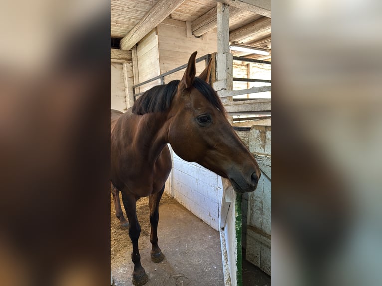 Hanoverian Mare 16 years 16,1 hh Chestnut in Nordstemmen