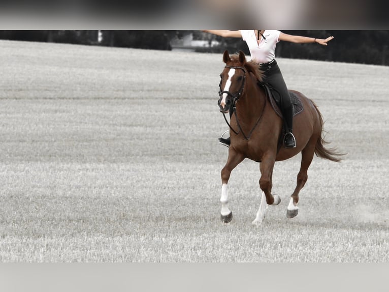 Hanoverian Mare 16 years 16,1 hh Chestnut-Red in Bad Rappenau